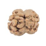 2 Mukhi Rudraksha 17.7mm 1.29gm - Rudraksha back