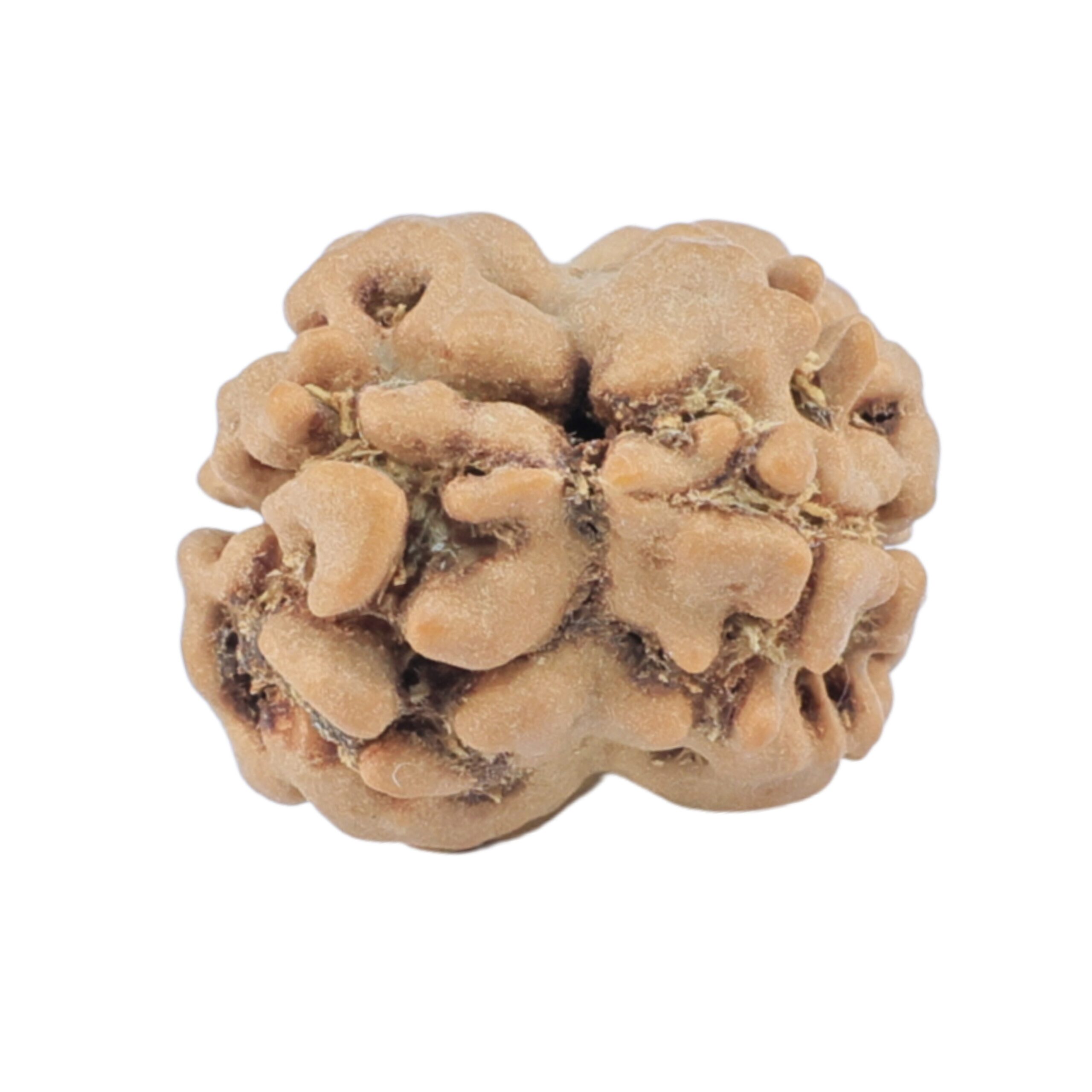 2 Mukhi Rudraksha 17.7mm 1.29gm - Rudraksha back