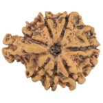 Sawar/Ganesh (7+1) 22.3mm 2.44gm - Rudraksha back