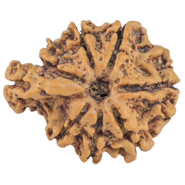 Sawar/Ganesh (7+1) 22.3mm 2.44gm - Rudraksha back