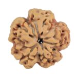 1MK(Underdeveloped) 24.7mm 4.87gm - Rudraksha back