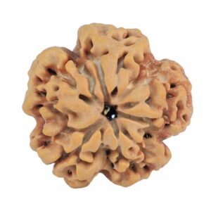 1MK(Underdeveloped) 24.7mm 4.87gm - Rudraksha back