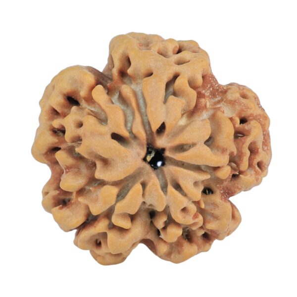 1MK(Underdeveloped) 24.7mm 4.87gm - Rudraksha back