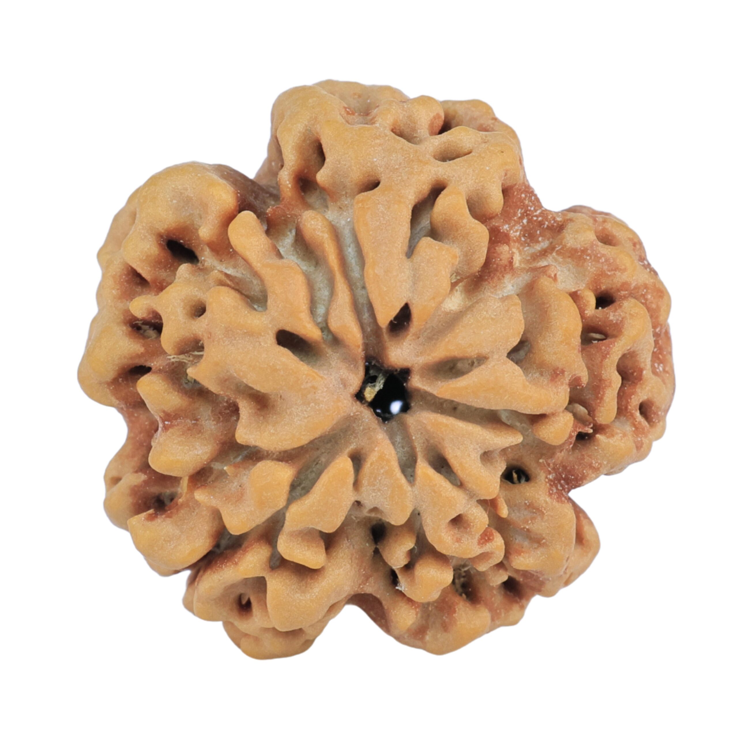 1MK(Underdeveloped) 24.7mm 4.87gm - Rudraksha back