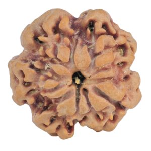 1MK(Underdeveloped) 23.2mm 4.16gm - Rudraksha back