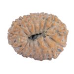 15 Mukhi Rudraksha 20.9mm 1.91gm - Rudraksha back