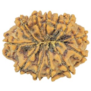 12 Mukhi Rudraksha 24.4mm 3.42gm - Rudraksha back
