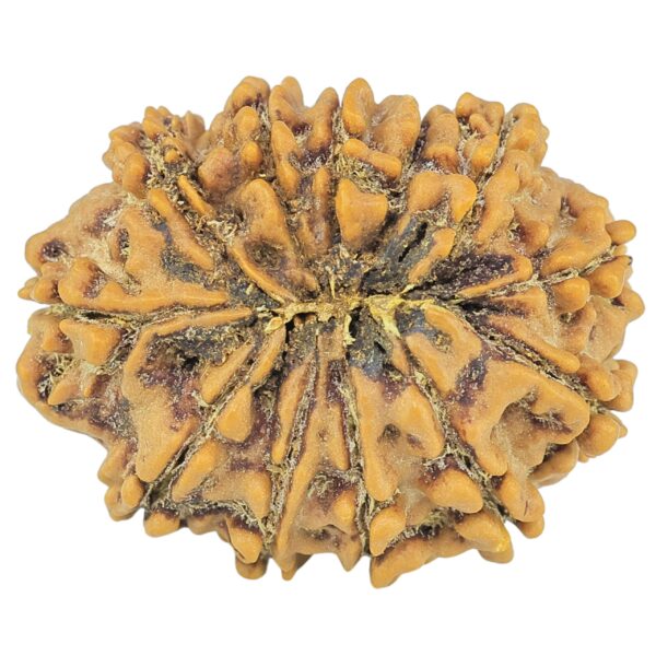 12 Mukhi Rudraksha 24.4mm 3.42gm - Rudraksha back