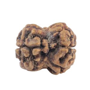 2 Mukhi Rudraksha 20.5mm 1.52gm - Rudraksha back
