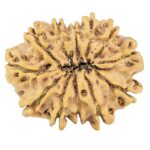 12 Mukhi Rudraksha 26.2mm 3.64gm - Rudraksha back