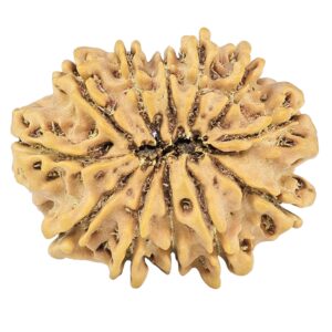12 Mukhi Rudraksha 26.2mm 3.64gm - Rudraksha back