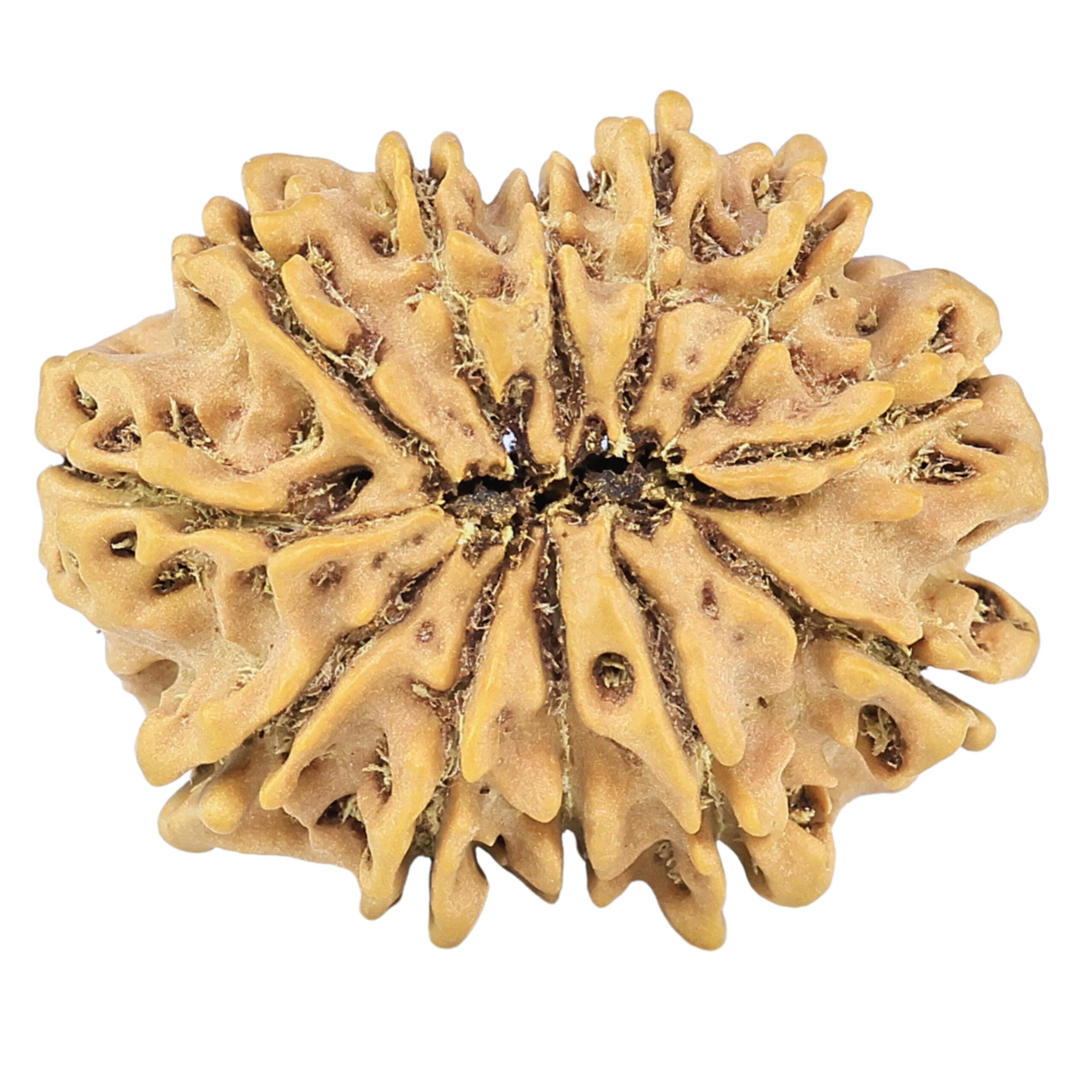 12 Mukhi Rudraksha 26.2mm 3.64gm - Rudraksha back
