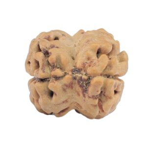 2 Mukhi Rudraksha 24mm 1.86gm - Rudraksha back