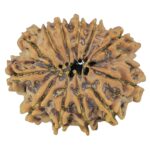 12 Mukhi Rudraksha 24.4mm 3.25gm - Rudraksha back