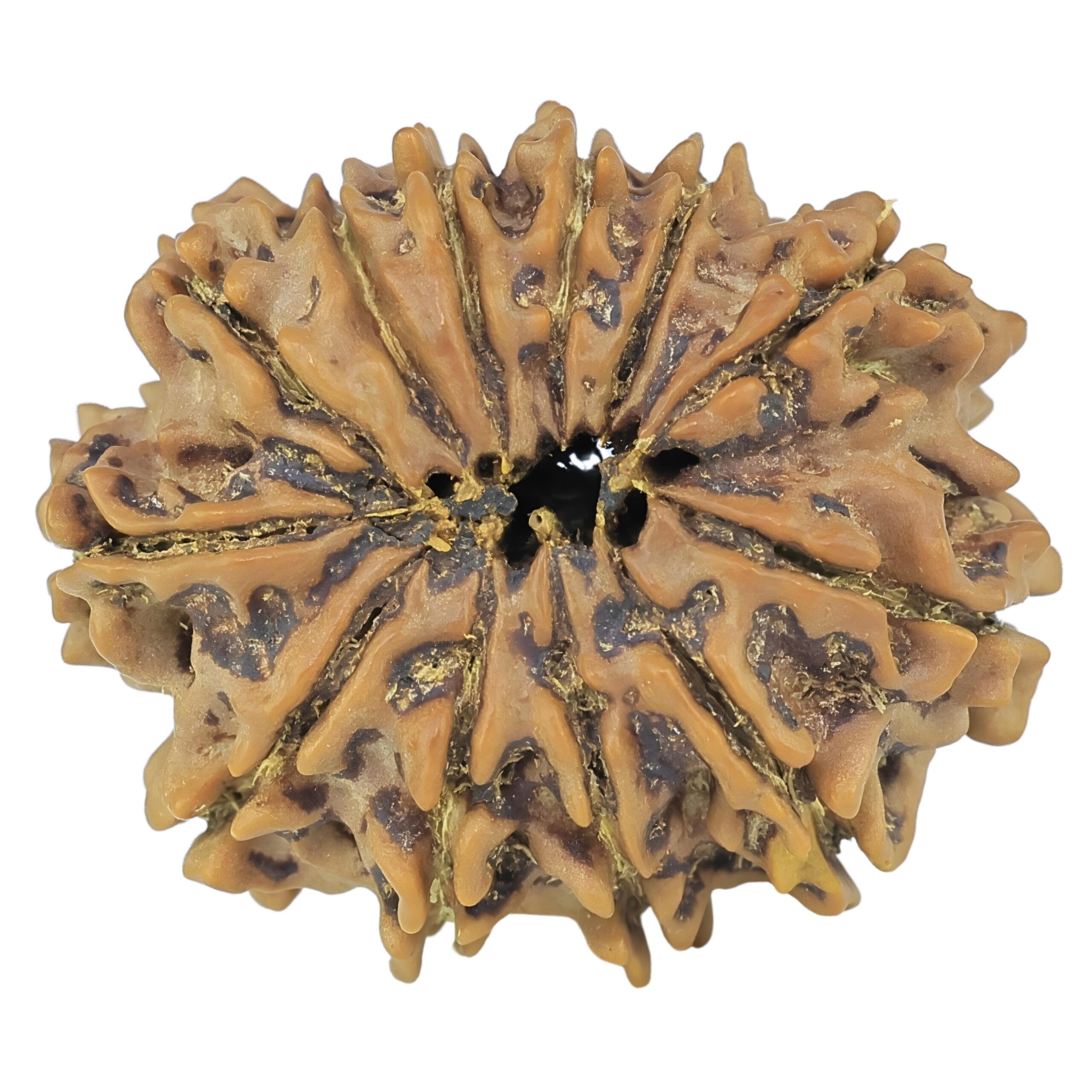 12 Mukhi Rudraksha 24.4mm 3.25gm - Rudraksha back