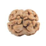 2 Mukhi Rudraksha 18.4mm 1.39gm - Rudraksha back