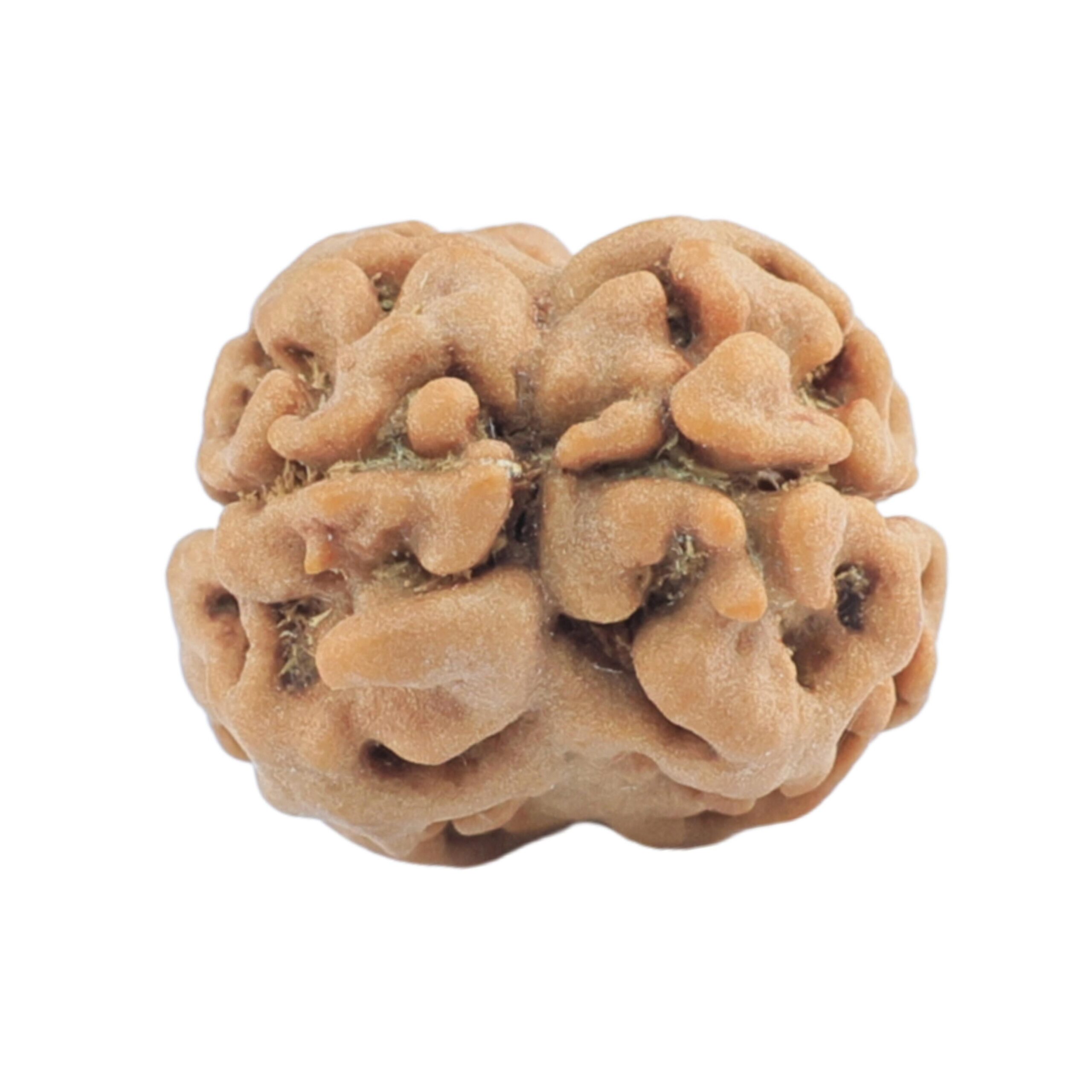 2 Mukhi Rudraksha 18.4mm 1.39gm - Rudraksha back