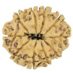 10 Mukhi Rudraksha 27.3mm 3.68gm - Rudraksha back