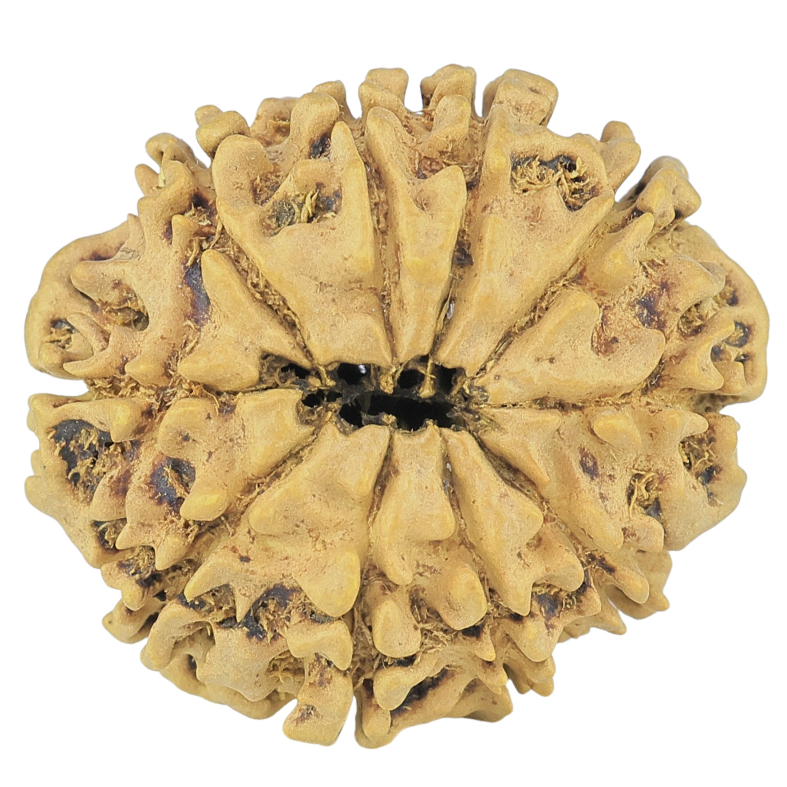 10 Mukhi Rudraksha 27.3mm 3.68gm - Rudraksha back