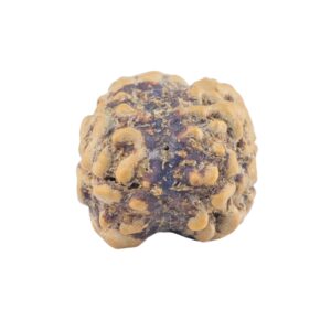 2 Mukhi Rudraksha 21.3mm 1.5gm - Rudraksha back