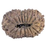 18 Mukhi Rudraksha 27mm 3.61gm - Rudraksha back