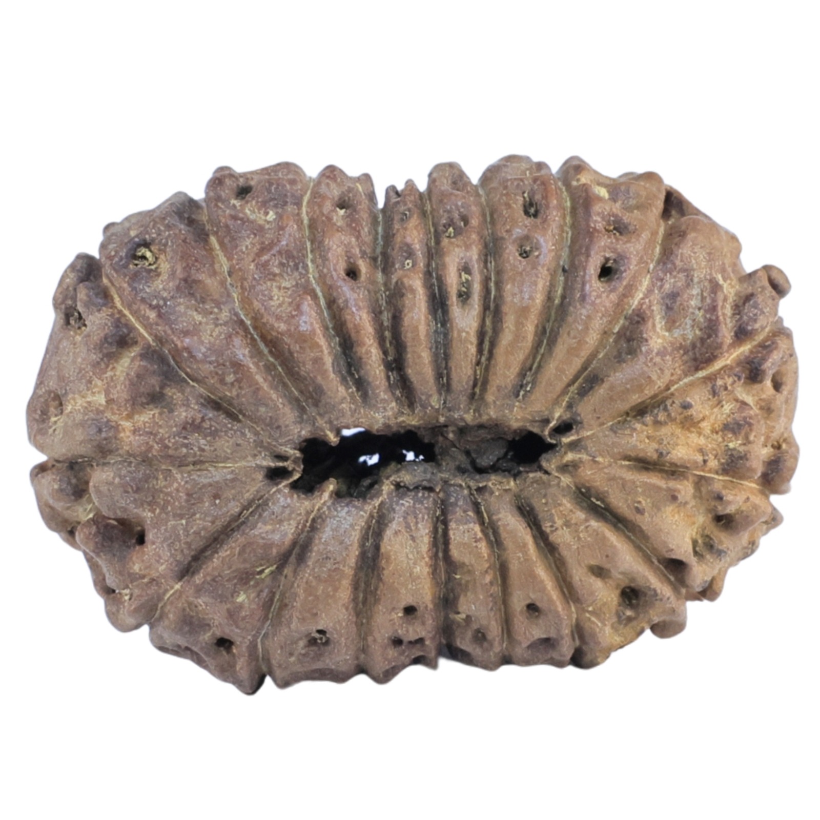 18 Mukhi Rudraksha 27mm 3.61gm - Rudraksha back