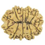11 Mukhi Rudraksha 26.5mm 3.45gm - Rudraksha back