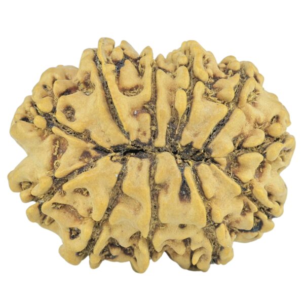 11 Mukhi Rudraksha 26.5mm 3.45gm - Rudraksha back