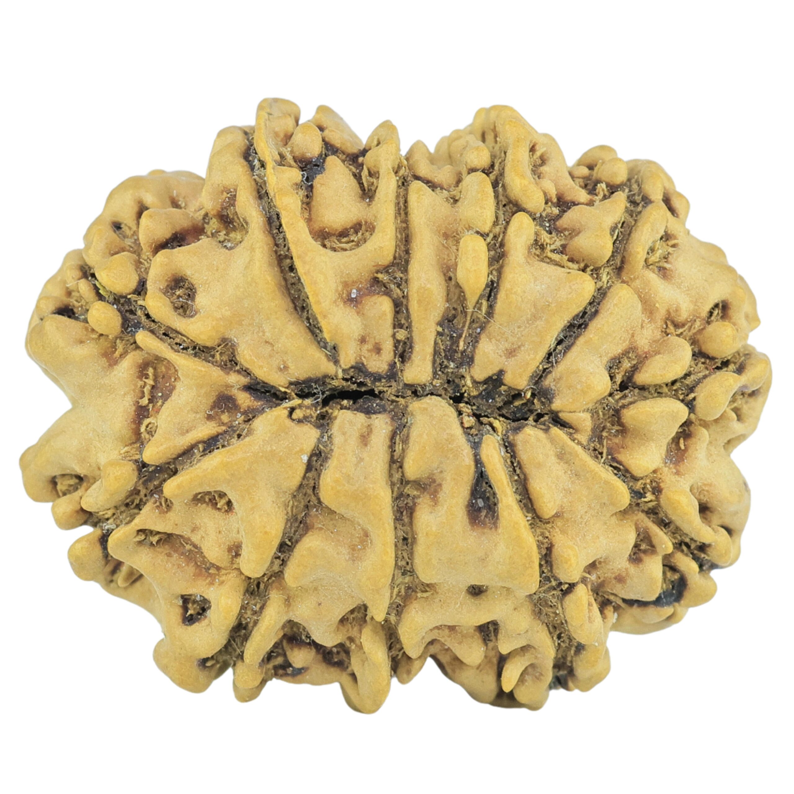 11 Mukhi Rudraksha 26.5mm 3.45gm - Rudraksha back