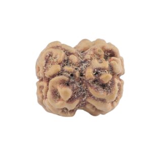 2 Mukhi Rudraksha 22.3mm 1.78gm - Rudraksha back