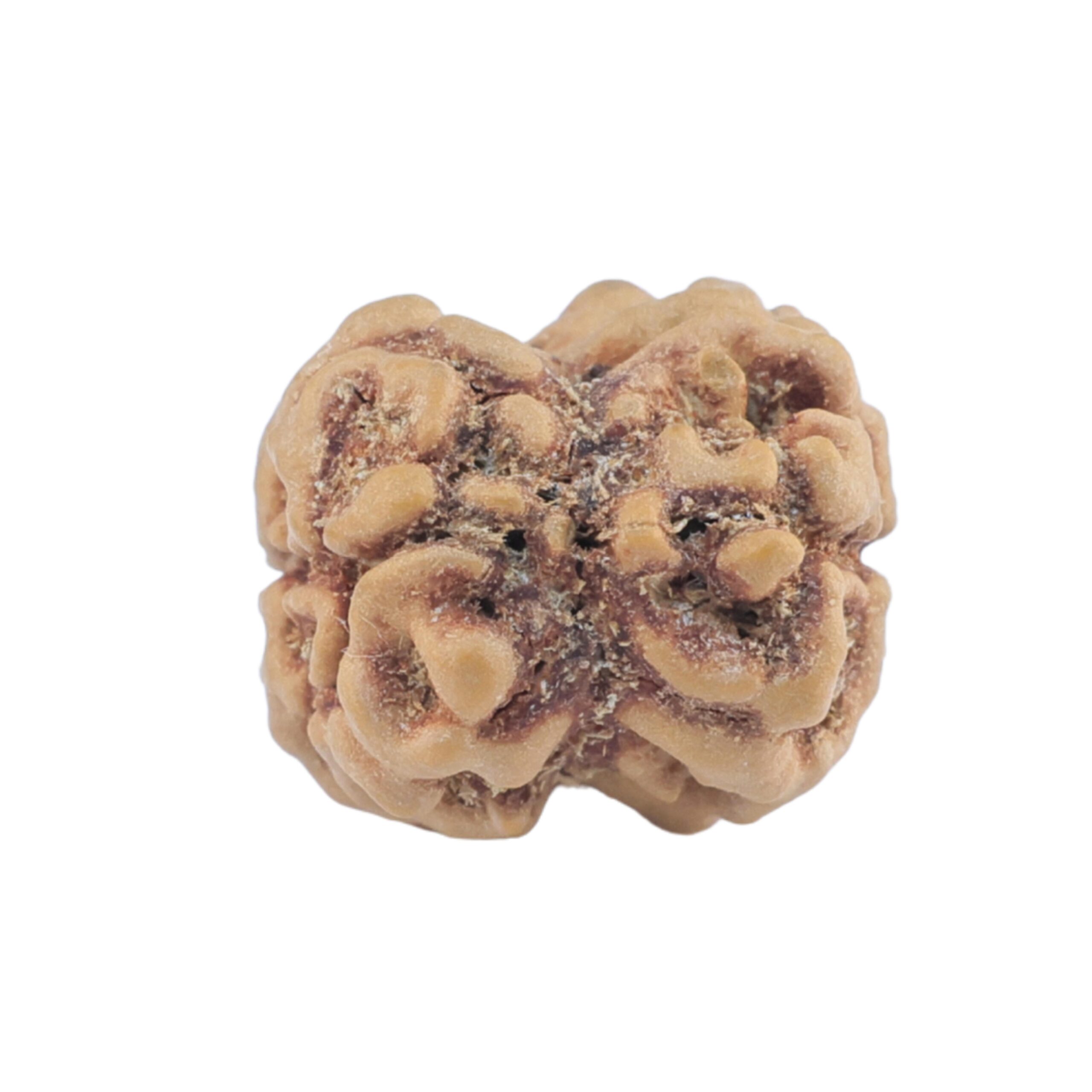 2 Mukhi Rudraksha 22.3mm 1.78gm - Rudraksha back