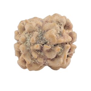 2 Mukhi Rudraksha 18.8mm 1.19gm - Rudraksha back