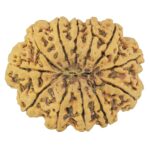 12 Mukhi Rudraksha 37mm 10.13gm - Rudraksha back