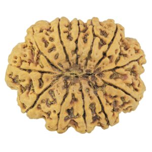 12 Mukhi Rudraksha 37mm 10.13gm - Rudraksha back