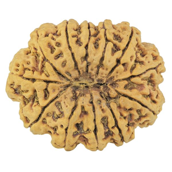 12 Mukhi Rudraksha 37mm 10.13gm - Rudraksha back