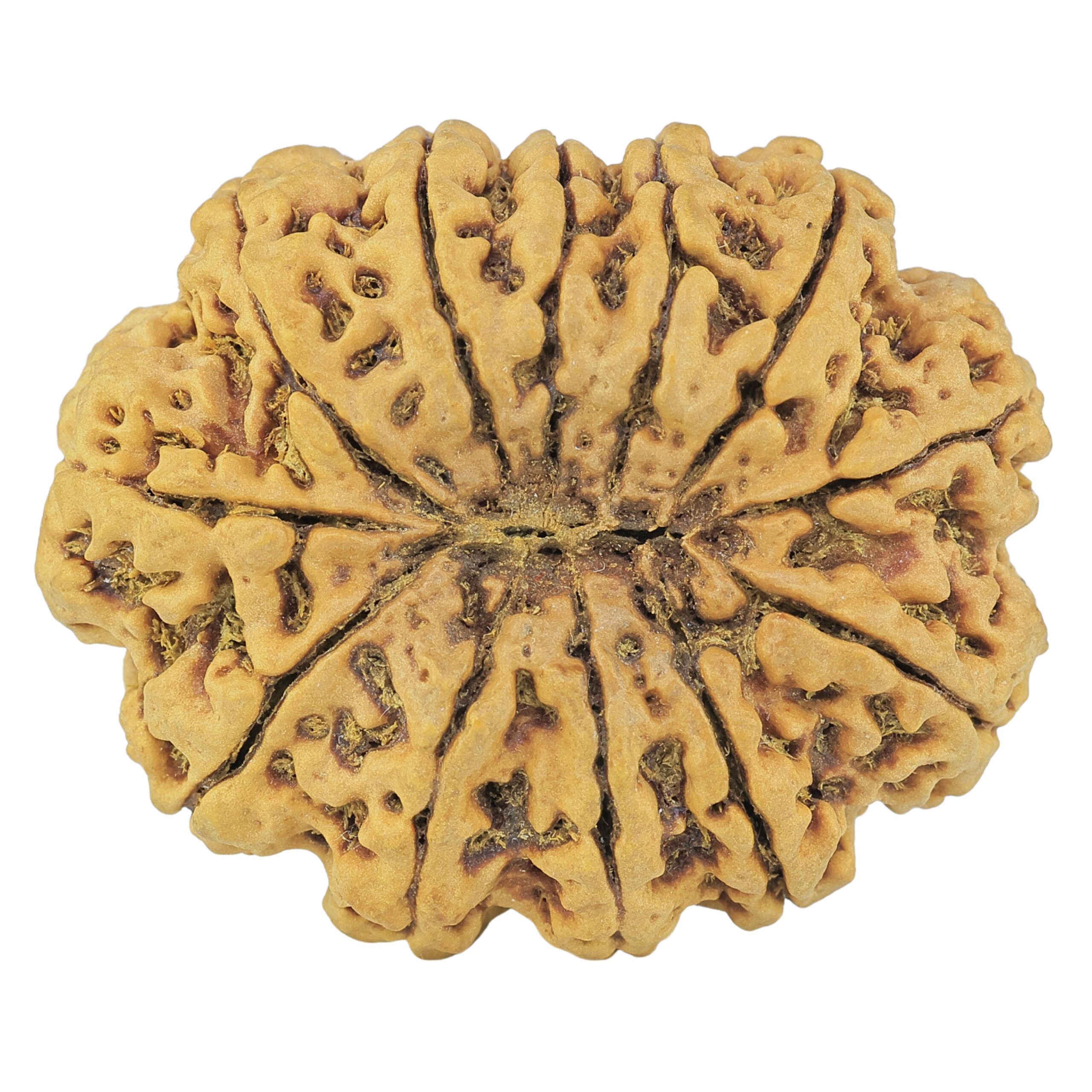 12 Mukhi Rudraksha 37mm 10.13gm - Rudraksha back
