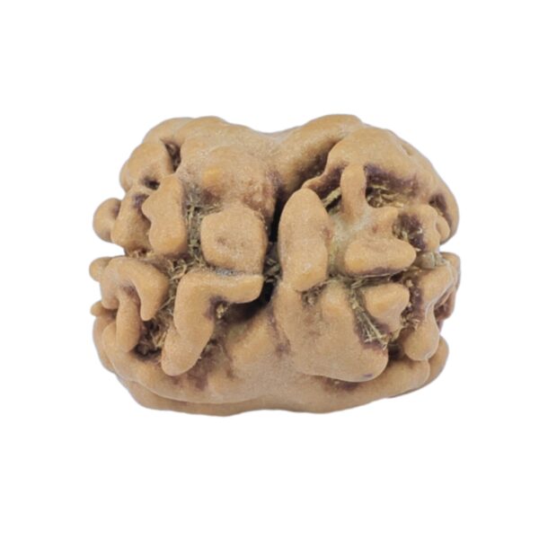 2 Mukhi Rudraksha 17.7mm 1.19gm - Rudraksha back