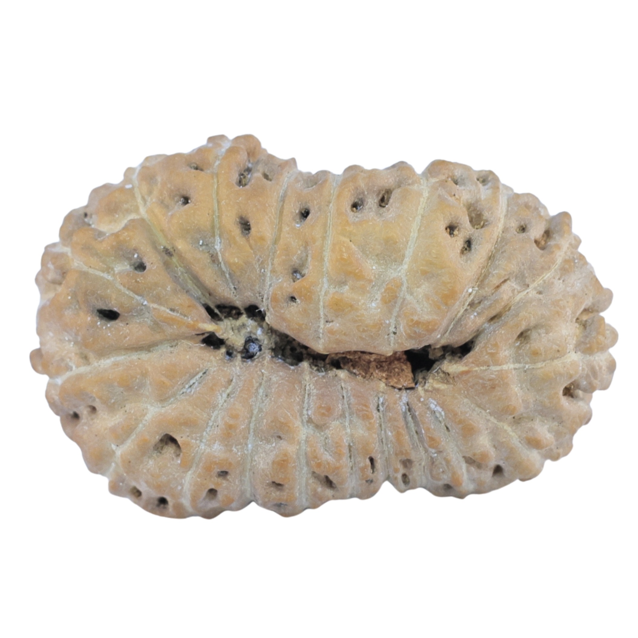 19 Mukhi Rudraksha 24.9mm 2.36gm - Rudraksha back