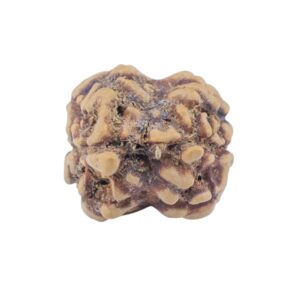 2 Mukhi Rudraksha 22.6mm 1.53gm - Rudraksha back