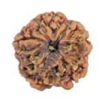 1MK(Underdeveloped) 22mm 3.94gm - Rudraksha back