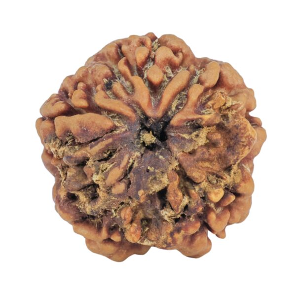 1MK(Underdeveloped) 22mm 3.94gm - Rudraksha back