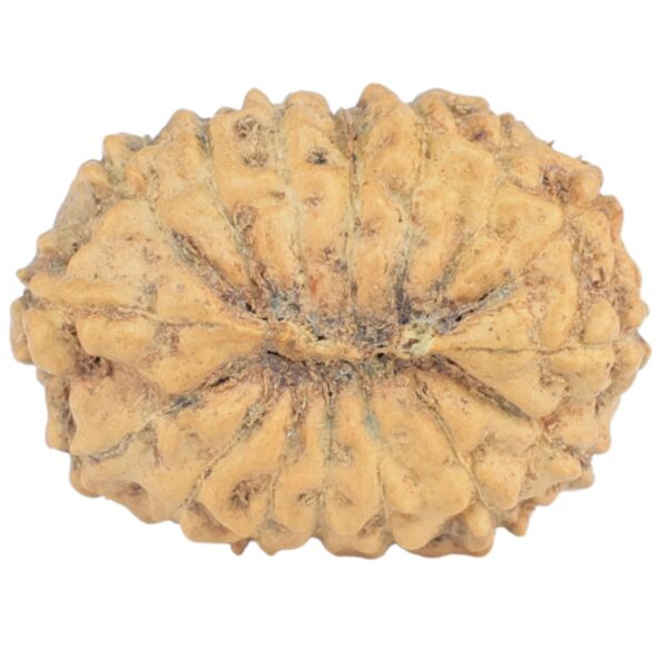 16 Mukhi Rudraksha 18.2mm 1.23gm - Rudraksha back