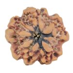 1MK(Underdeveloped) 23.7mm 3.9gm - Rudraksha back