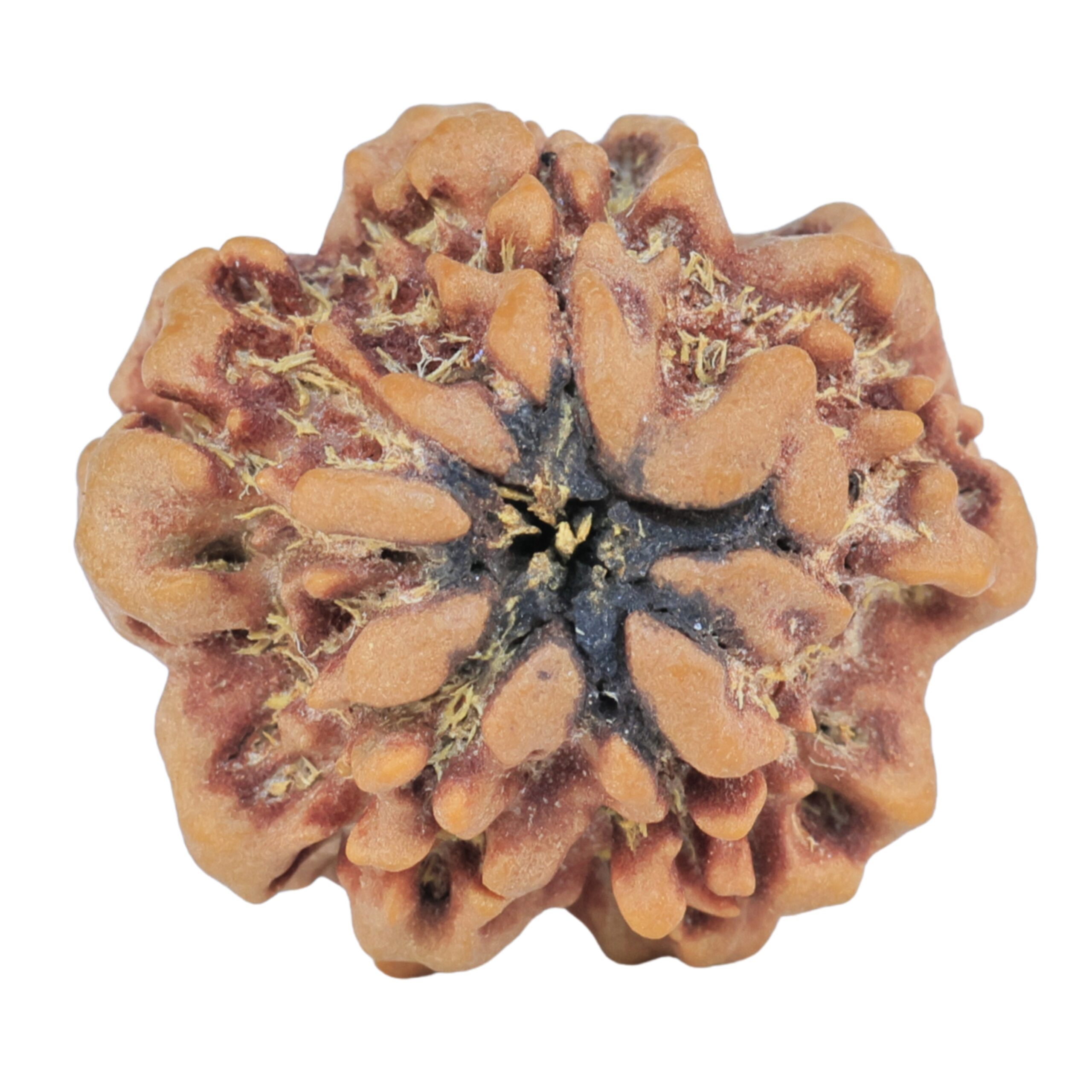 1MK(Underdeveloped) 23.7mm 3.9gm - Rudraksha back