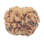 2 Mukhi Rudraksha 23.1mm 2gm - Rudraksha back