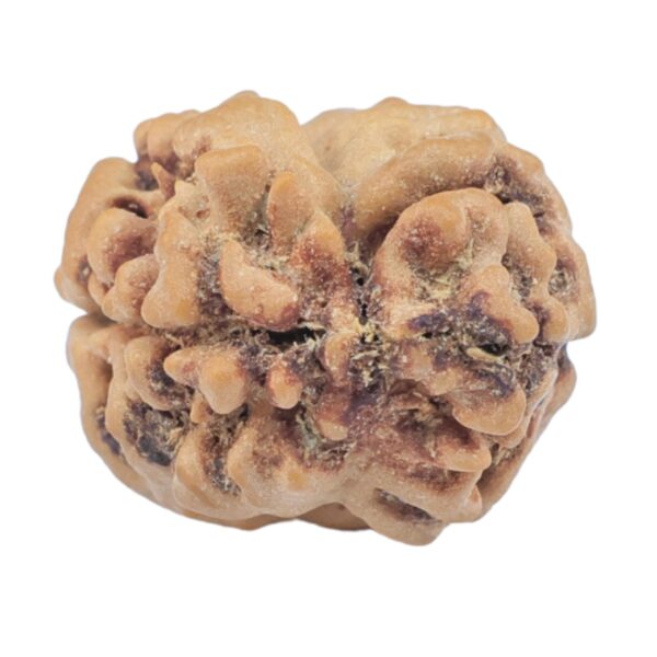 2 Mukhi Rudraksha 23.1mm 2gm - Rudraksha back