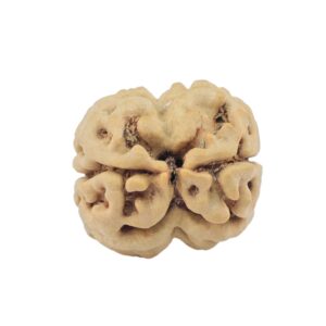 2 Mukhi Rudraksha 22.8mm 2.16gm - Rudraksha back