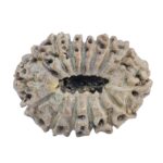 15 Mukhi Rudraksha 21.2mm 2.13gm - Rudraksha back