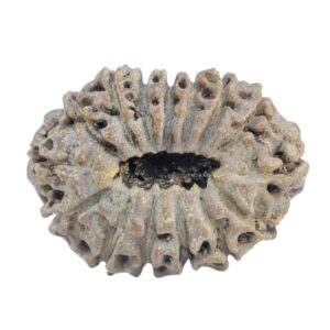 15 Mukhi Rudraksha 21.2mm 2.13gm - Rudraksha back