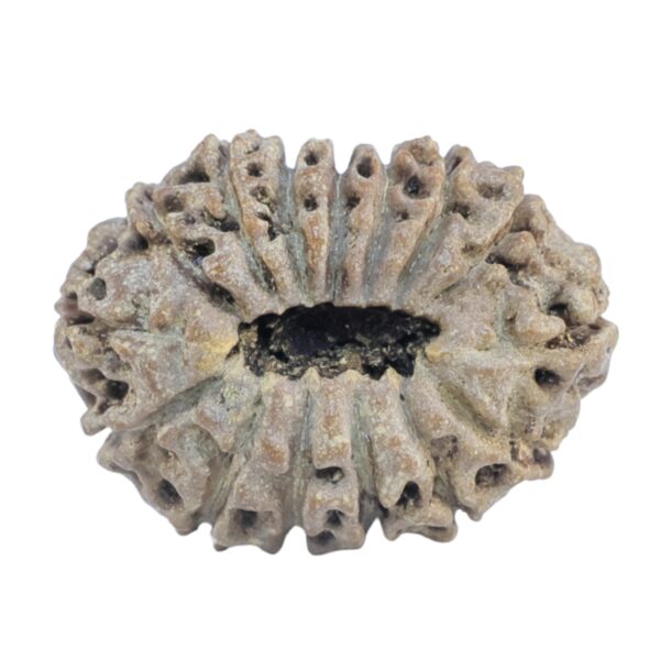 15 Mukhi Rudraksha 21.2mm 2.13gm - Rudraksha back